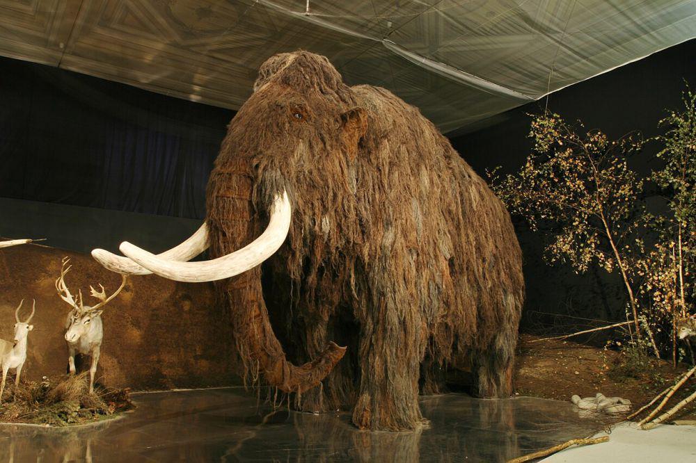 Kenapa Mammoth Punah? 5 Fakta Kehidupannya di Zaman Es