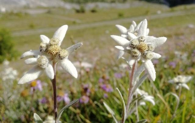ilustrasi edelweiss (flickr.com/Henna K.)