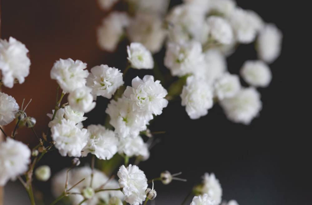 ilustrasi baby's breath (unsplash.com/Judith Zimmermann)