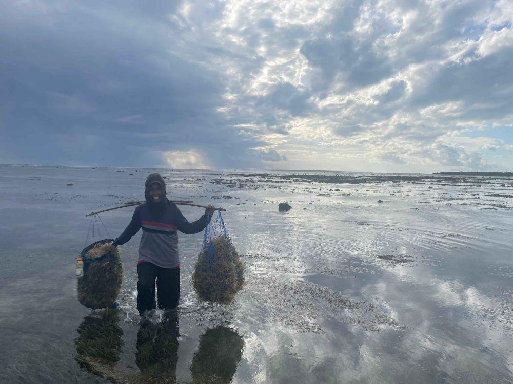 Dapat US$1,25 Juta, BANYU Mau Ekspansi Bisnis Rumput Laut