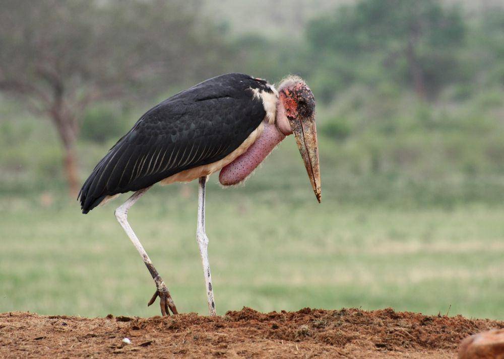 ilustrasi marabou stork (flickr.com/a_paphia)