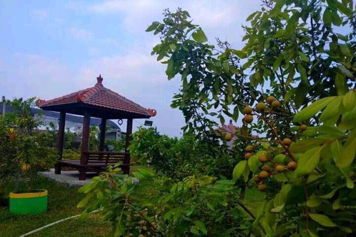 Potret Wisata Petik Kelengkeng (instagram.com/infomasyarakatkrian)