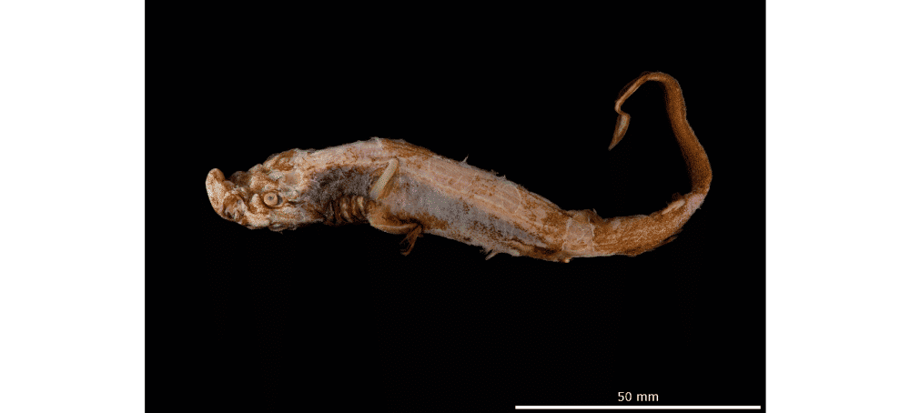Hiu kucing hantu panama (gbif.org/Natural History Museum of Denmark)