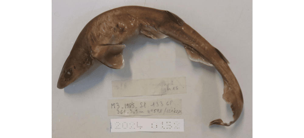 Hiu kucing ekor pita kerdil (gbif.org/MNHN - Museum national d'Histoire naturelle)