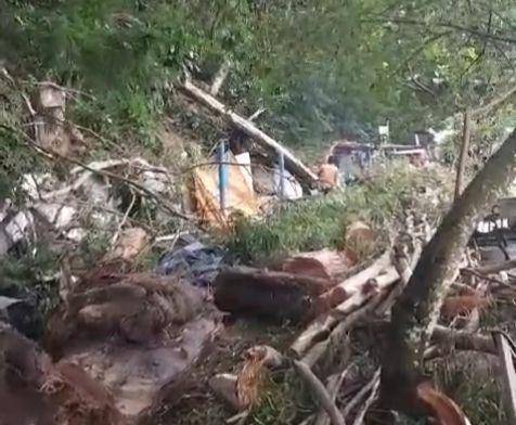 Pohon eucalyptus berukuran besar tumbang timpa 3 kios di telaga Sarangan. IDN Times/ Riyanto.
