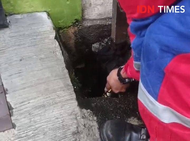Puncak Hujan Damkar Semarang Panen Ular, 2 Bulan Dapat Puluhan Ekor