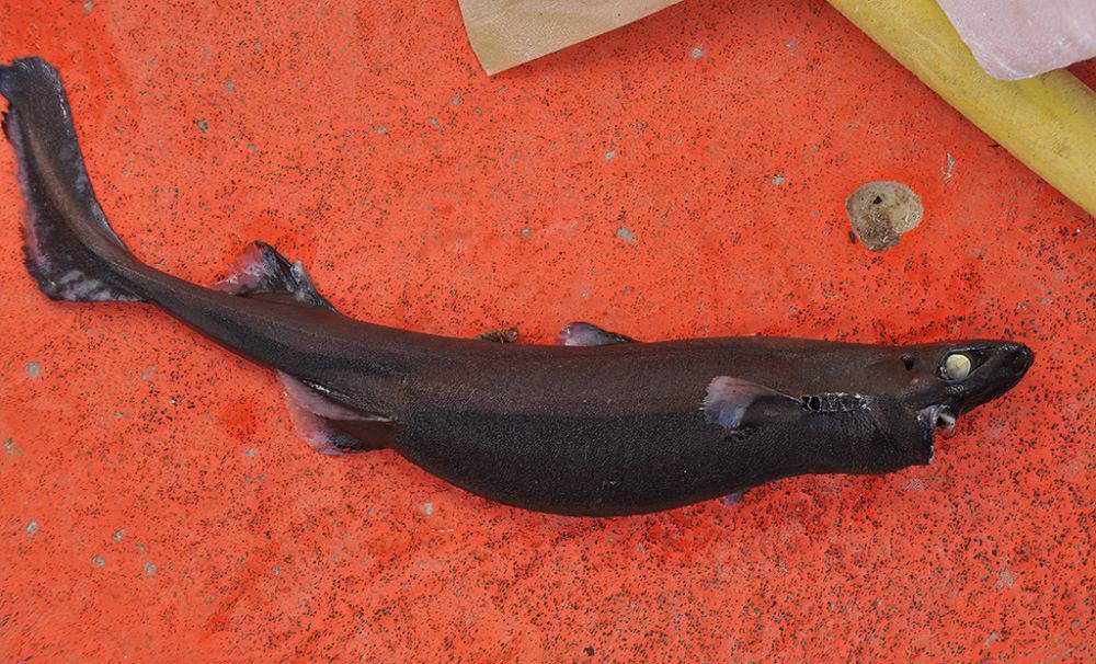 5 Ikan Hiu Terkecil di Dunia, Kebanyakan Hidup di Laut Dalam!