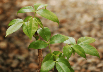 ilustrasi pohon uang (pixabay.com/cool2compute)