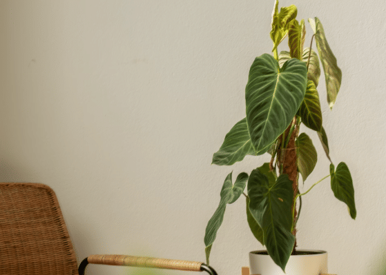 ilustrasi philodendron (unsplash.com/feey)