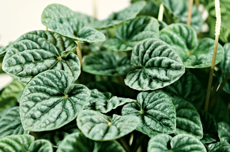 5 Tanaman Hias yang Cocok untuk Aries, Energik dan Berani!