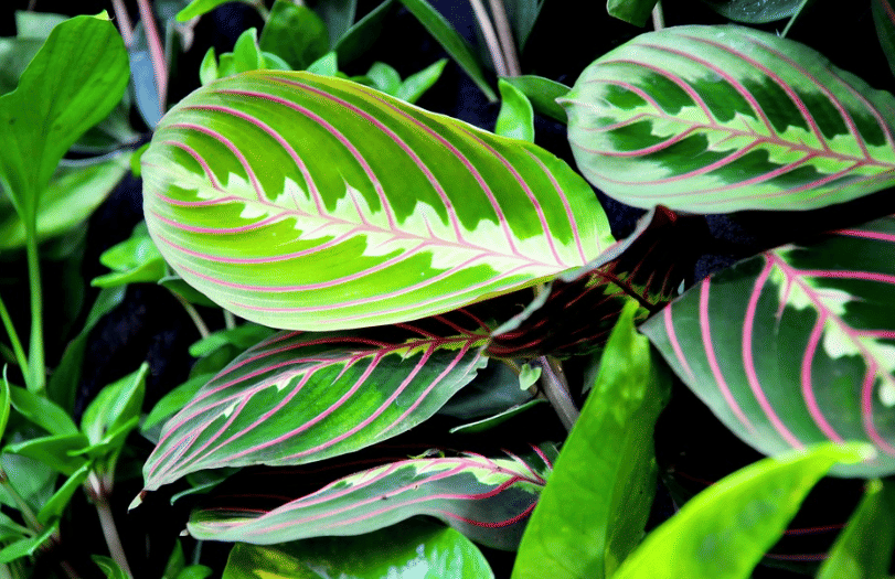 ilustrasi maranta (pixabay.com/szjeno09190)