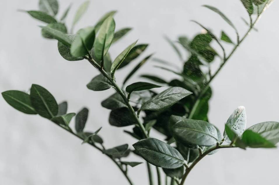 ilustrasi zamioculcas (pexels.com/ROCKETMANN TEAM)