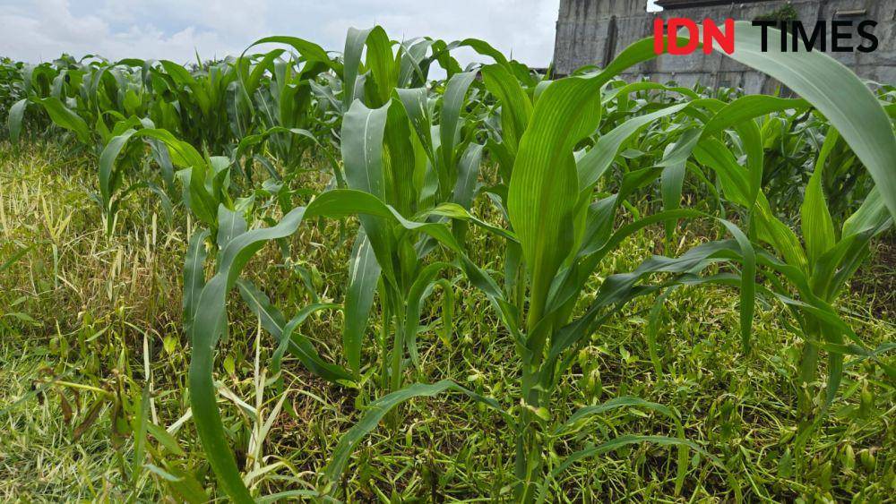 Tanaman jagung (IDN TImes/Wira Sanjiwani)