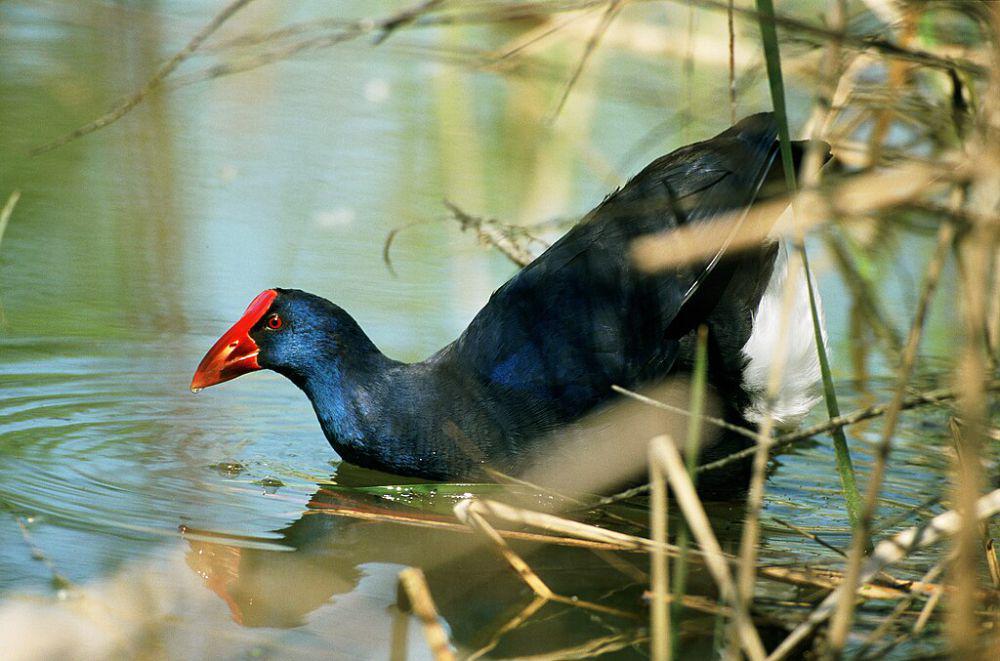 5 Burung Air Berkaki Besar dari Genus Porphyrio