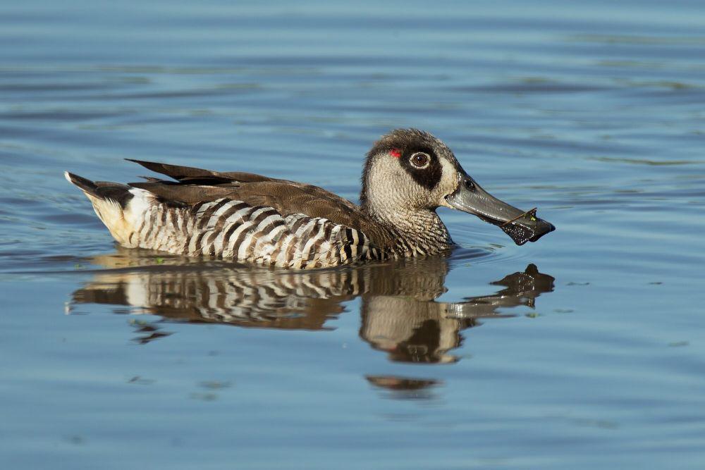 pink-eared duck (commons.m.wikimedia.org/JJ Harrison)