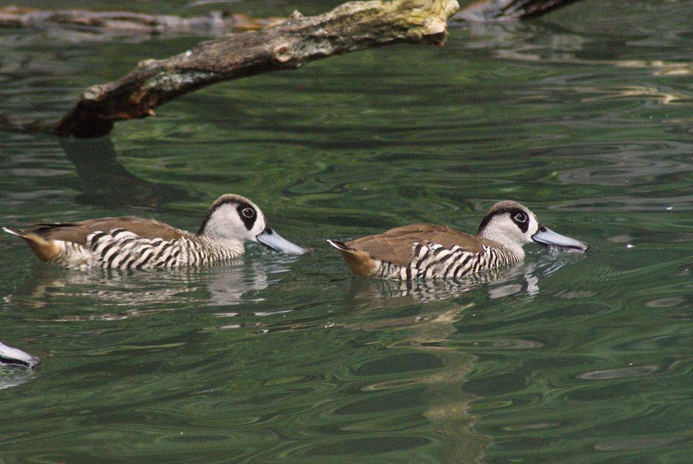 pink-eared duck (commons.m.wikimedia.org/Elena Gaillard)