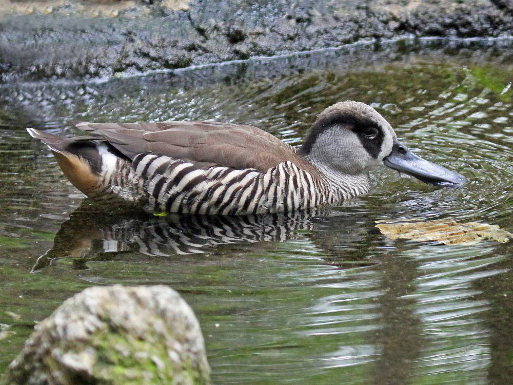 pink-eared duck (commons.m.wikimedia.org/Dick Daniel)