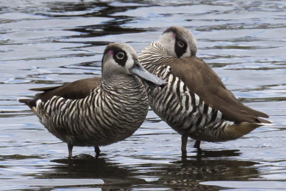 pink-eared duck (commons.m.wikimedia.org/Jim Bendon)