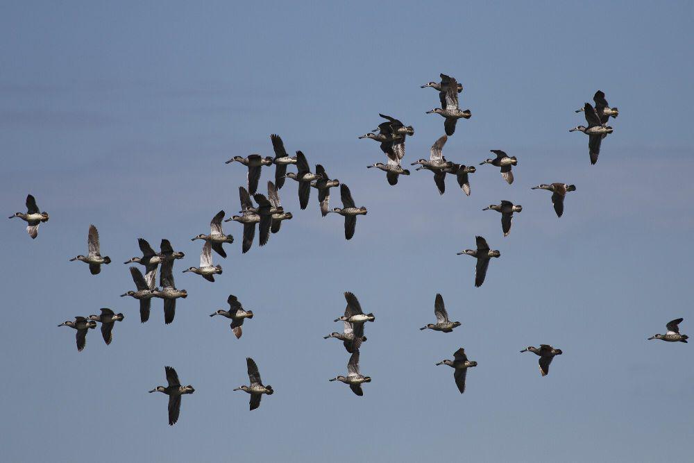 pink-eared duck (commons.m.wikimedia.org/Ed Dunens)