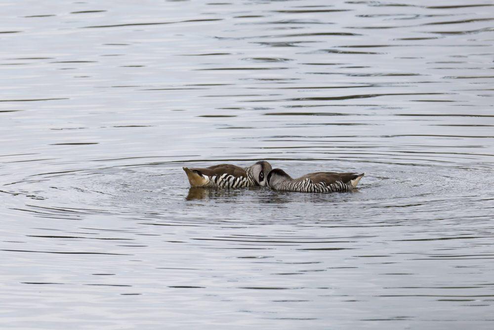 pink-eared duck (commons.m.wikimedia.org/Jim Bendon)