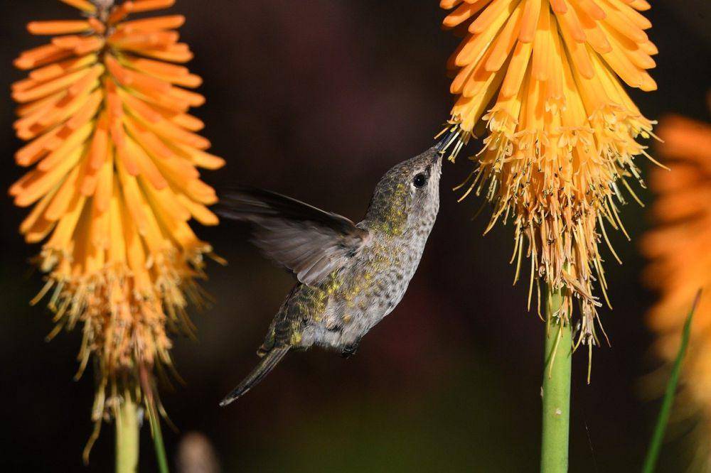 Potret burung kolibri menghisap nektar bunga kniphofia uvaria