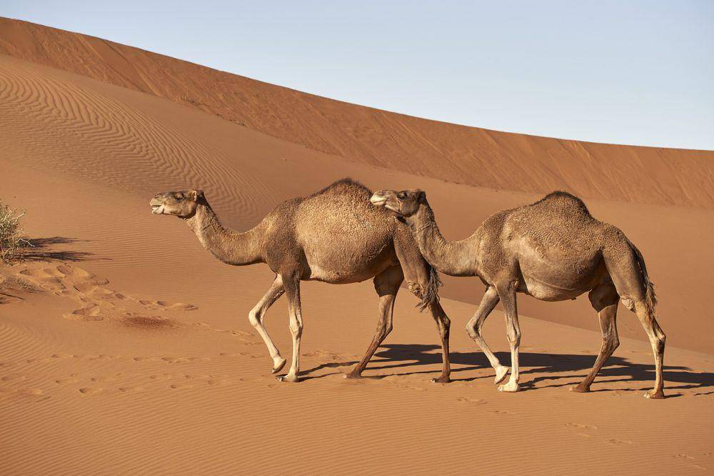 unta arab (pixabay.com/Wolfgang_Hasselmann)