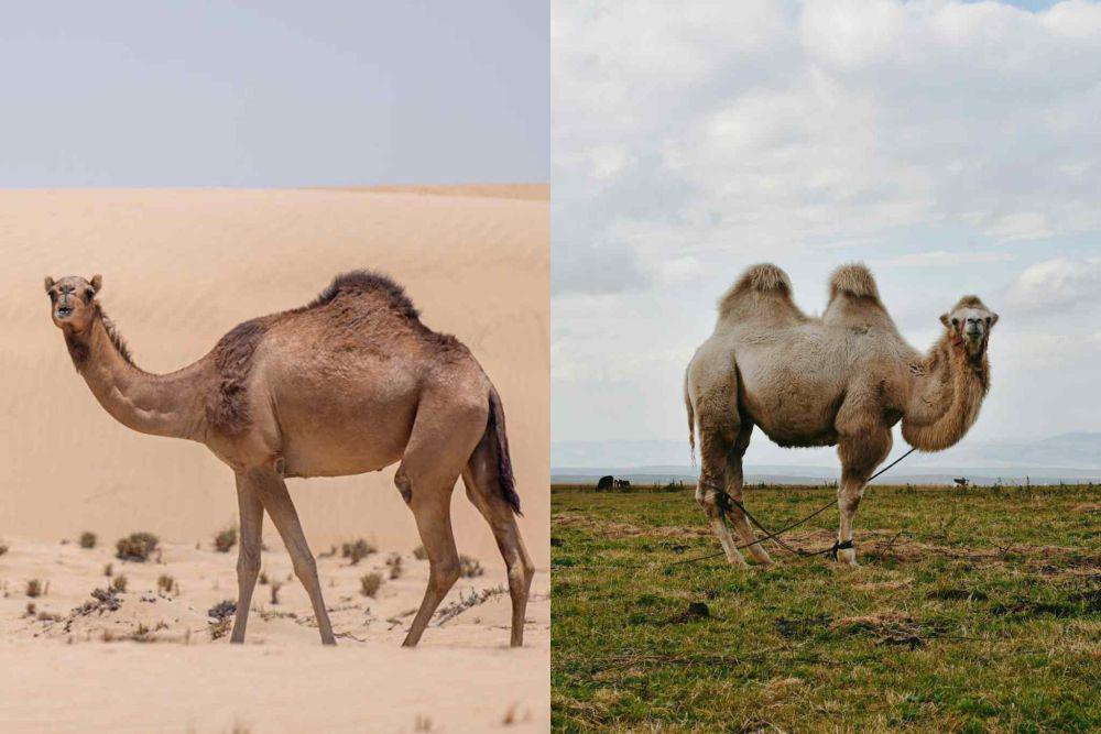 4 Perbedaan Unta Arab dan Unta Baktria, Bisa Dilihat dari Punuknya
