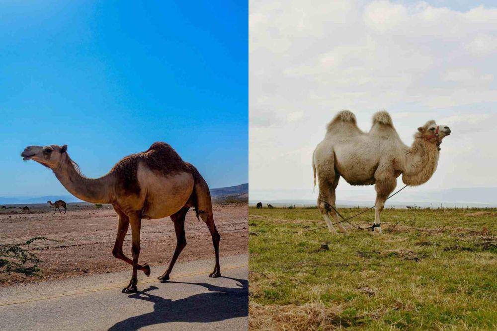 unta arab (pixabay.com/backpacker) | unta baktria (pexels.com/Darya Grey_Owl)