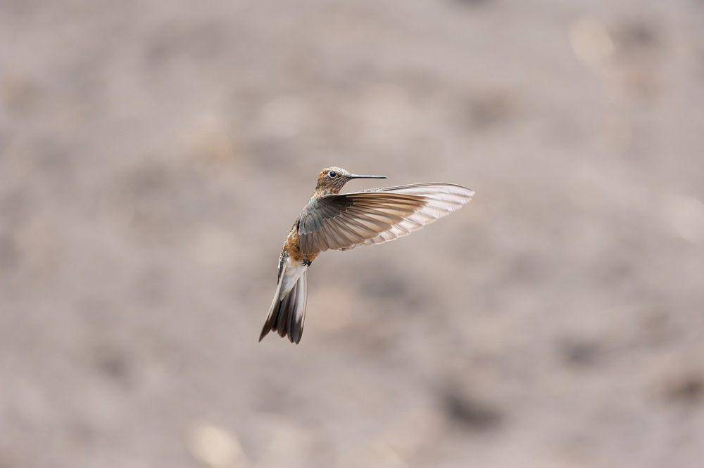 Potret burung kolibri terbang mundur