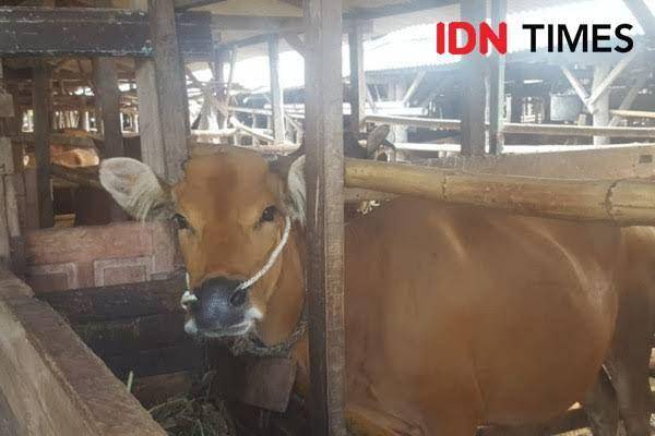 79 Ternak Terjangkit Virus PMK, Sapi NTB Bebas Dikirim ke Jabodetabek