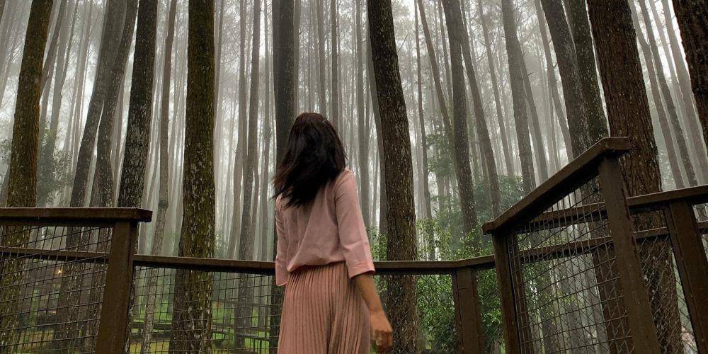 Hutan Pinus Mangunan wisata di Yogyakarta untuk keluarga