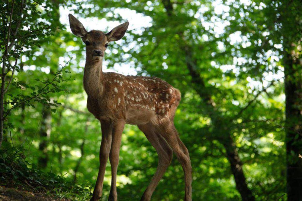 Bambi: A Tale of Life in the Woods (dok. C8 Films/Bambi: A Tale of Life in the Woods)