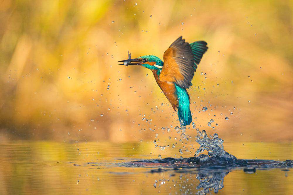 ilustrasi burung raja udang eurasia sedang berburu ikan (pexels.com/Gerbert Voortman)
