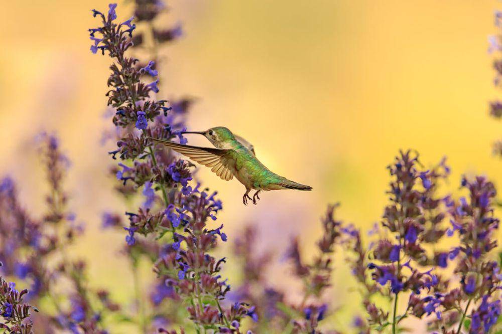 Potret burung kolibri terbang mundur menghisap nektar bunga catnip 