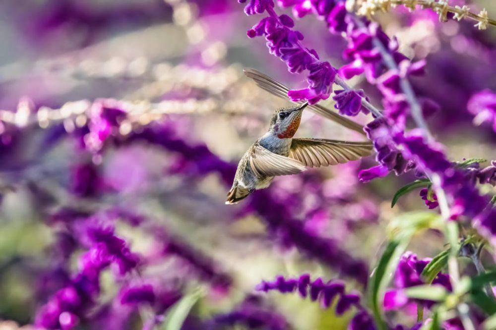 Potret burung kolibri terbang mundur menghisap nektar bunga lavender