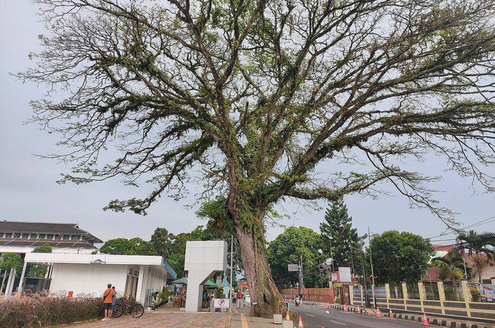 Pohon trembesi di tepi jalan (commons.wikimedia/Afrogindahood)