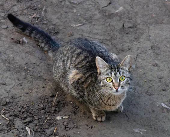 foto lucu kucing mujair main di tanah (reddit.com/deleted)