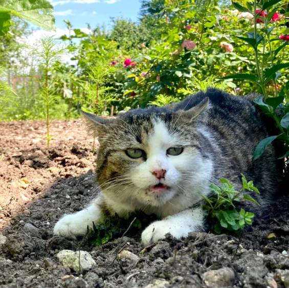 foto lucu kucing mujair main di tanah (reddit.com/EstaLisa)