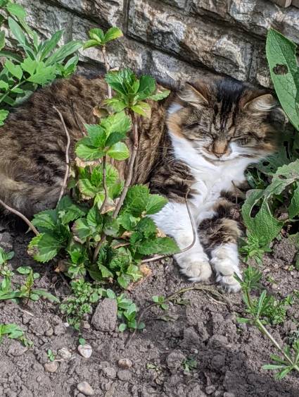 foto lucu kucing mujair main di tanah (reddit.com/DamnedVirus)