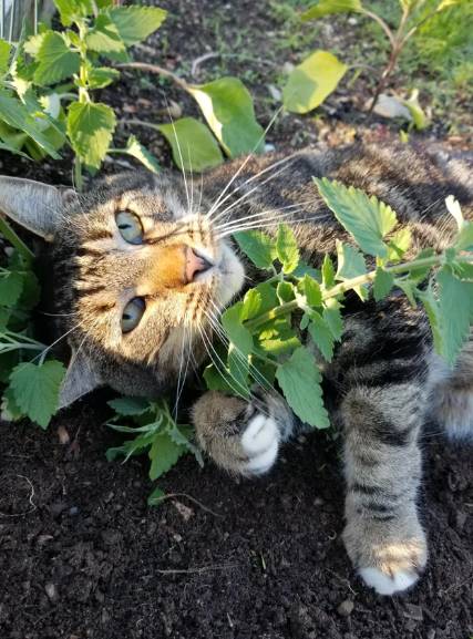 foto lucu kucing mujair main di tanah (reddit.com/pierogimom)