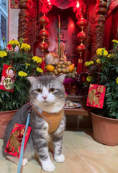potret lucu kucing berburu angpau Imlek (reddit.com/odokawa)