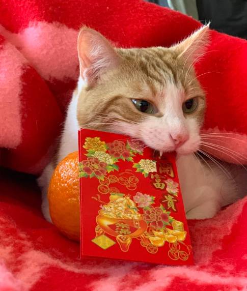 potret lucu kucing berburu angpau Imlek (reddit.com/iMeowAtDogs)