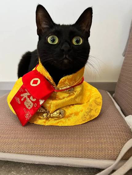 potret lucu kucing berburu angpau Imlek (reddit.com/PaleJackfruit6055)