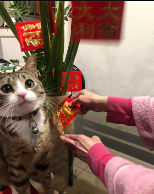 potret lucu kucing berburu angpau Imlek (reddit.com/ confusedtrains)