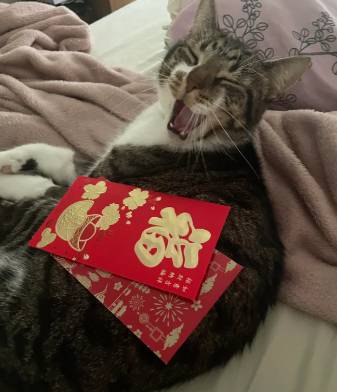 potret lucu kucing berburu angpau Imlek (reddit.com/Responsible-Ad9920)