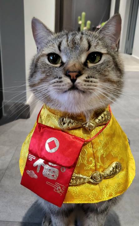 potret lucu kucing berburu angpau Imlek (reddit.com/Haylia22)