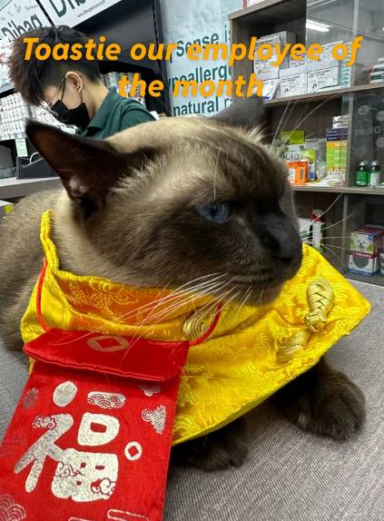 potret lucu kucing berburu angpau Imlek (reddit.com/Unicorn_Rambles)
