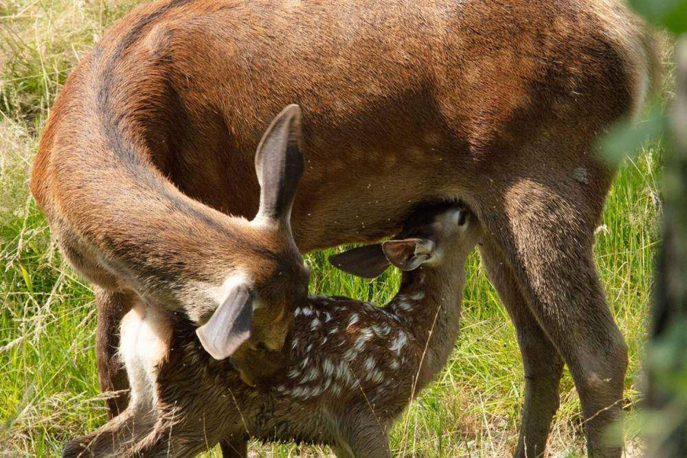Bambi: A Tale of Life in the Woods (dok. C8 Films/Bambi: A Tale of Life in the Woods)