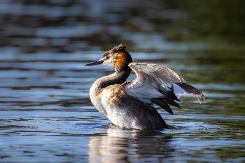 Jangan Salah! Burung Grebe Tidak Sekadar Terbang, Tapi Jago Menyelam!