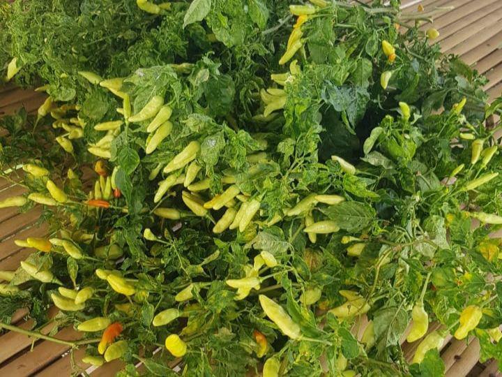 Tanaman Cabai Jadi Target Pencurian, Petani di Lotim Was-was